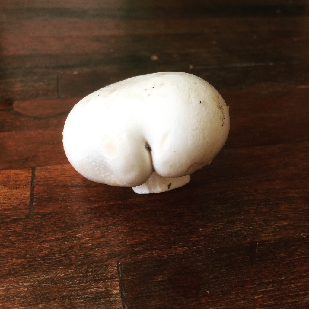 mushroom that looks like a white bum on top of a dark wooden counter